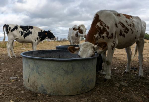 Un troupeau de vaches s'abreuve à Saint Pierre-des-Ifs (Calvados), le 18 août 2026 
