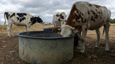 Un troupeau de vaches s'abreuve à Saint Pierre-des-Ifs (Calvados), le 18 août 2026 