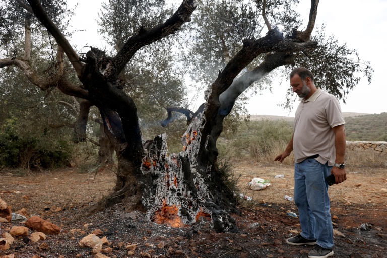 Un Palestinien regarde un olivier incendié près de Ramallah, en Cisjordanie occupée, le 16 octobre 2026