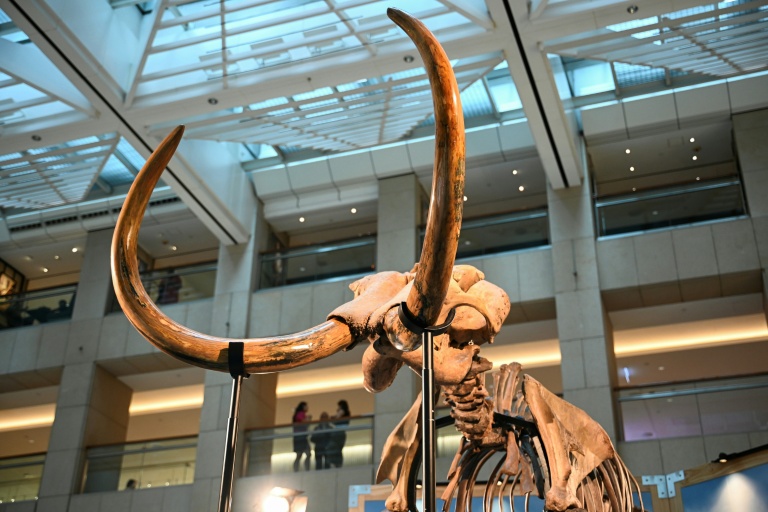 Les restes d’un mammouth laineux vieux de 12.000 ans, présentés à Hong Kong le 15 août 2024