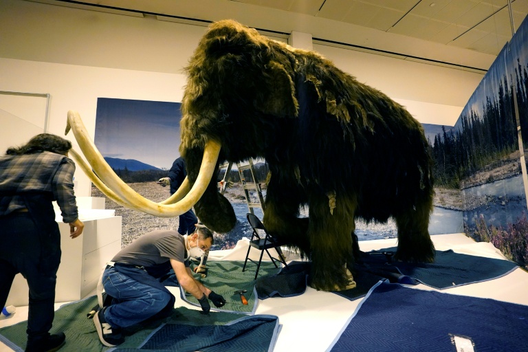 Un mammouth laineux (Mammuthus primigenius) dans le musée d'Histoire naturelle américain de New York lors d'une exposition sur 