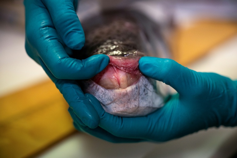 Une biologiste marine ouvre la bouche d'un poisson-ballon (Lagocephalus sceleratus) au Centre hellénique de recherche marine (HCMR), à Héraklion, en Crète, le 4 juin 2026 