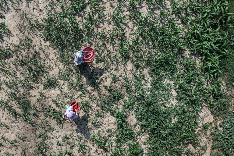 Des agriculteurs utilisent des biofertilisants dans un champ le 9 juin 2026 à Bichpuri, en Inde 