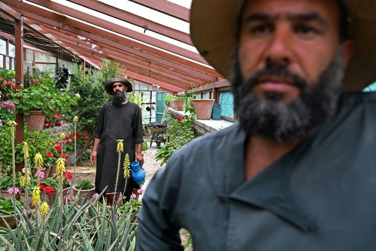 Des paysans afghans s'occupent de plants le 11 mai 2026 dans le district de Paghman, près de Kaboul, en Afghanistan