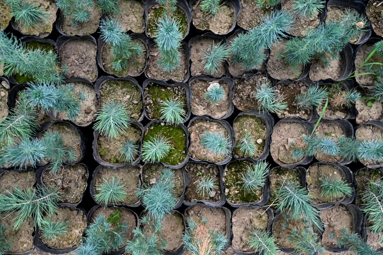 Des plants de cèdres photographiés le 11 mai 2026 dans le district de Paghman district, dans la province de Kaboul, Afghanistan