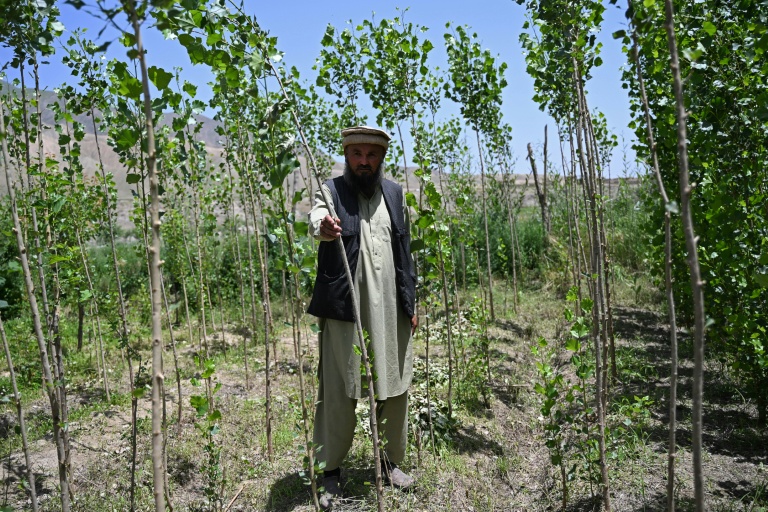 Le fermier afghan Abdul Samad Ahmadi examine un de ses arbres le 18 mai 2026 dans la province de Baghlan, en Afghanistan