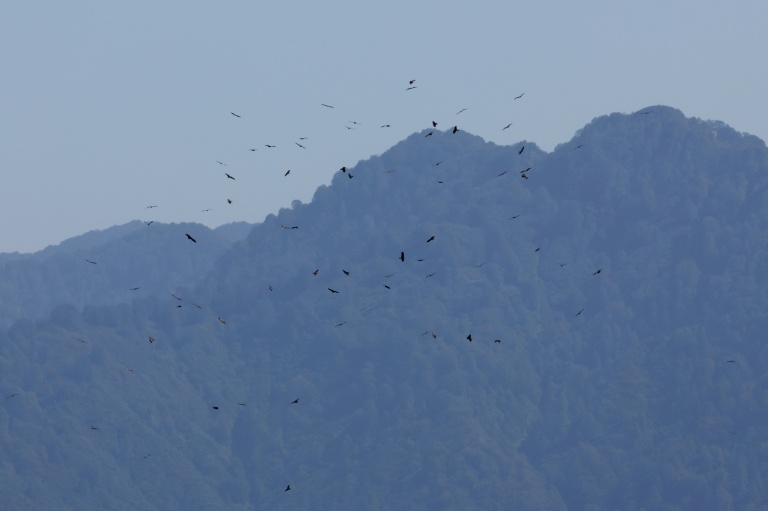 Des rapaces migrent par le 