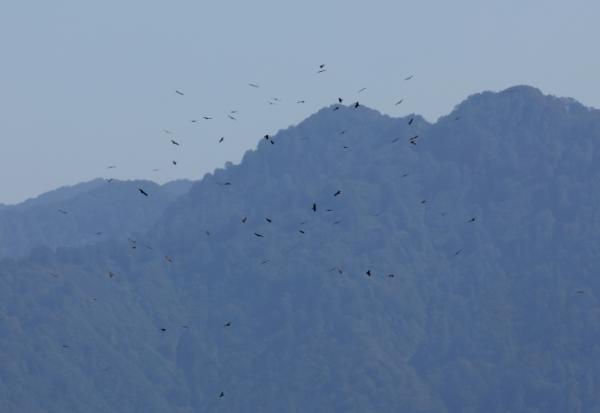 Des rapaces migrent par le "goulot d’étranglement de Batoumi", formé par la mer Noire et les montagnes du Caucase, le 23 septembre 2026 à Sakhalvasho, en Géorgie