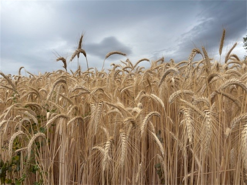 AgroGeneration redevient rentable en 2025