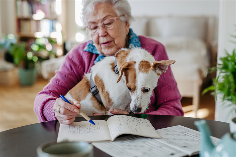 Pet Service Holding : 2025, une année de transition