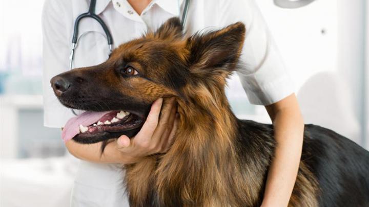 Pet Service Holding confirme ses prévisions de revenus annuels entre 17 et 18 ME